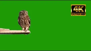 owl green screen | owl singing | owl sound effect 4k video free