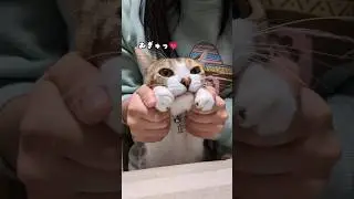 はなちゃんダンス#ちゃちゃまる#はなちゃん #可愛い猫 #ちゃちゃまるん家 #猫のいる暮らし #cat #shorts #ねこダンス