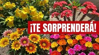 20 PLANTAS de sol fuerte que te sorprenderá!
