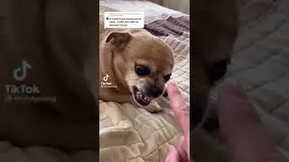 Коснись носа собаки пять раз #shorts #tiktok