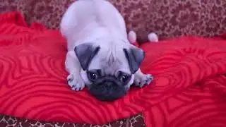 Pug the rox first barking 😘. #barking #pug #pets #dogeshbhai #viral #increasesusbcribers #trending 