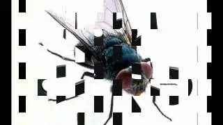 El baile de la mosca