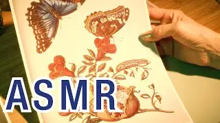 ASMR Geschichte einer Raupe 🐛🦋