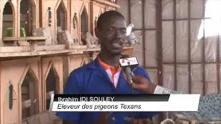 élevage des pigeons de races du Niger 🇳🇪. le pigeon Texan à l'honneur.