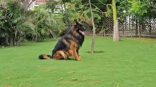 JAX VOM STIEGLERHOF V19 BSZS GERMANY #engineerskennel #GermanyImport #longcoatgermanshepherd #german