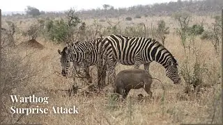 Warthog Surprise Attack