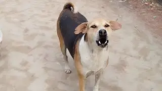 Street Dogs Barking at Me | Protective & Alert Street Dogs Calm Down After Food