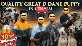 Great Dane Puppy for Sale in India 🐶 | Affordable Price, Pure Breed Guarantee | Call Now 9373137719