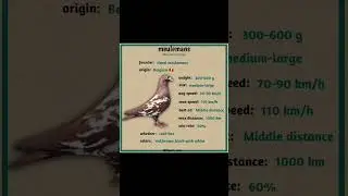 Long distance racing pigeon sion# janardan racing pigeon#kapooter#pigeon#dow