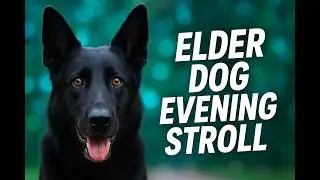 20251203 | Evening Walks with My Wise, Fluffy Friend! #DogVideos #asmrdog