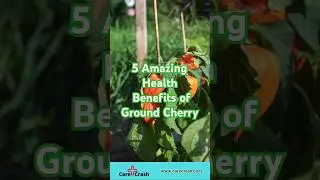 5 Amazing Health Benefits of Ground Cherry | #carecrash