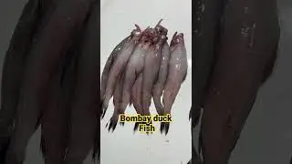 Bombay duck Fish