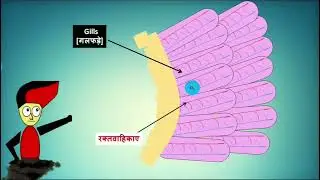 why fish died out of watar?? fect and experiment