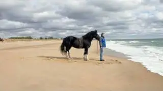 Horses Know the Way Home Academy