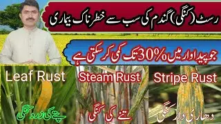 wheat rust disease and ther control ||| Agahi main baqah