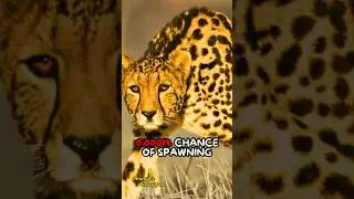 What&rsquo;s a King Cheetah?😲