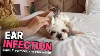 Ear Infection in Shih Tzus: Signs, Treatment, and Prevention