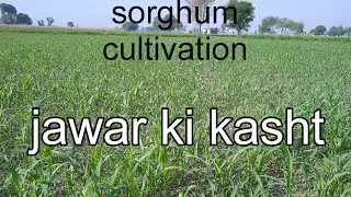 jawar ki kasht | sorghum cultivation | tractors tube pk