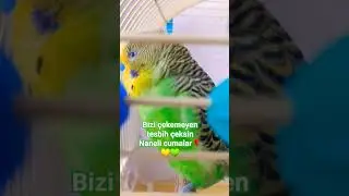 Naneli cumalar🌹💚💛 #hayırlıcumalarmesajı #cute #muhabbetkuşu #birds #parrot #budgies #funny #love