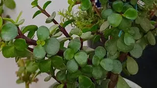 Live Jade Plants Care Tips 