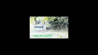 CapCut: effetti video speciali