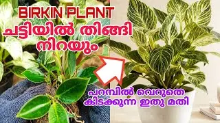 ചട്ടി നിറയെ തൈകൾ വേണോ? എളുപ്പവഴികൾ ചെയ്താൽ മതി | BIRKIN plant care