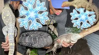 My Frozen Lizards Came Back To Life 😳 || The Real Tarzann