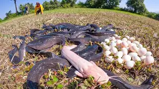 Unbelievable Catfish Gathering After Rain