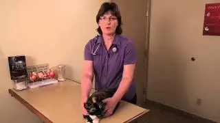 Cats With Cystitis : Cat Health