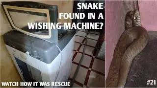 Safe Snake Rescue & Release Back to the Wild 