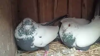 kal potye madrasi kabutar
