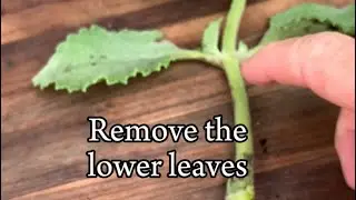 Easy Propagation Tips! Mexican Mint aka Cuban Oregano