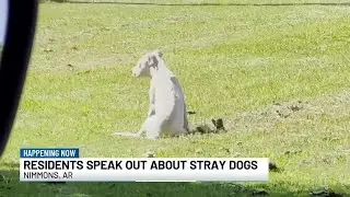 Nimmons residents concerned about potential stray dog attacks