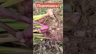 КАК И КОГДА УБРАТЬ ГЛАДИОЛУСЫ НА ХРАНЕНИЕ #садоводство