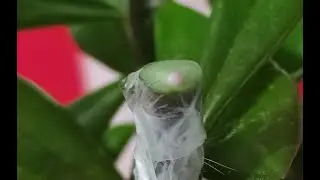 Microinjertos en pereskiopsis usando parafilm