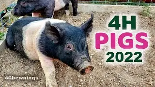 Bringing Home the Piglets - Show Pigs for 4H for 2022