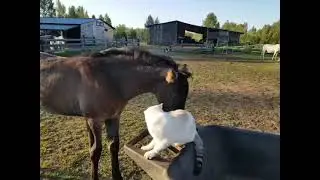 Watch a Rare Lipizzan Foal and a Cat Become Fast Friends! | Dina's Adorable Farm Encounter.