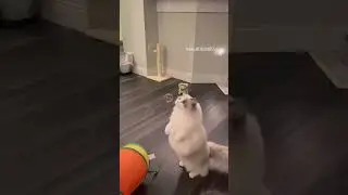 #cat #cats #catvideos #memes #memesdaily #dailycats