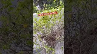 खामोशी #minivlog #nature #thoughts #motivational #trending #viral #hype