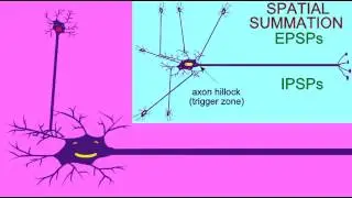 SYNAPSE: SPATIAL SUMMATION OF THE POSTSYNAPTIC NEURON