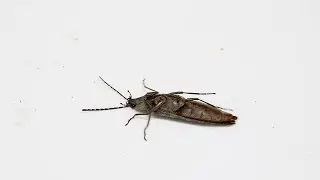 ひっくり返ったコメツキムシが飛び跳ねるまで