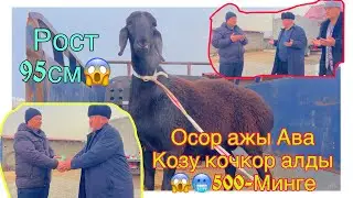 😱🥶500-минге 95-см Козу Кочкорду Осор Ажы Ава алды Жеништен @BARPYKG 