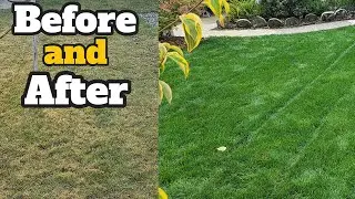 Fixing a Lynnwood Lawn in Fall 2025 Lime & Soil Amendments Tune Up for Acidic Soil