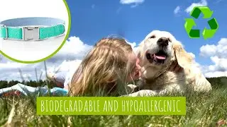Green Dog Collar | An Eco-Friendly and Sustainable Hemp Collar For Your Pet