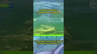 prestock treatment in aquaculture systems #shrimp #shrimpfarming #shrimp #aquaculture #fish