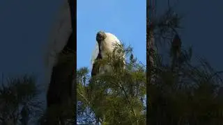 Wood Stork: A Rare Sight!