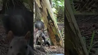 Today, the male squirrels are puzzling over where to hide the walnuts.