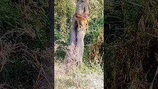 A Day in the Trees: Monkey Climbing Adventures | @successmindmantra_avtar #viral #babymonkey