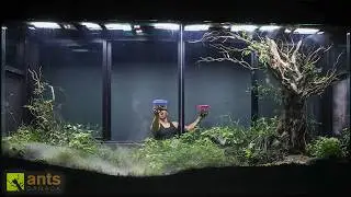 I Added Fighting Rhino Beetles to My Giant Grassland Vivarium