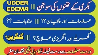 Udder Edema | Edematous Swelling in Udder | تھنوں کی سوجن | Causes of Edema